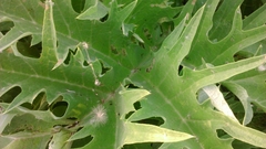 Cynara syriaca