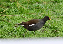 Gallinula chloropus