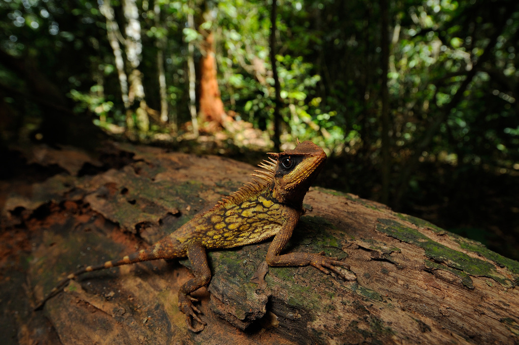 Cardamom Mountain Horned Agamid