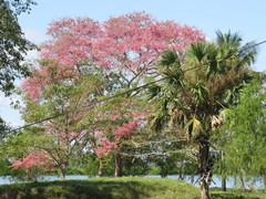 Cassia grandis