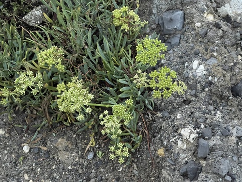 Rock samphire (Crithmum maritimum)
