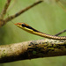 Dendrelaphis ngansonensis - Photo (c) tontantravel,  זכויות יוצרים חלקיות (CC BY-SA)