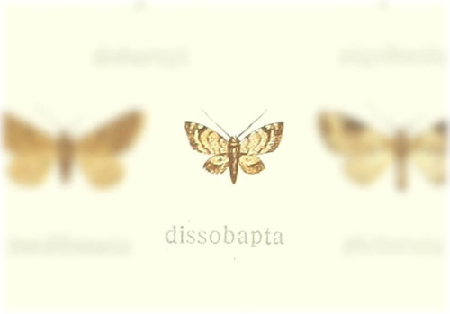 Eupithecia dissobapta