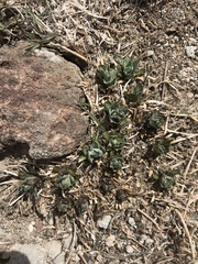 Phoenicaulis cheiranthoides