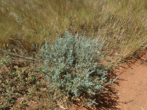 Image of Olearia pimeleoides by no rights reserved