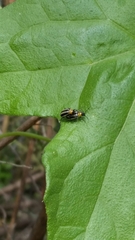 Acalymma trivittatum