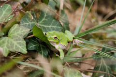 Hyla intermedia perrini