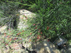 Gambelia juncea
