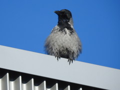 Corvus cornix
