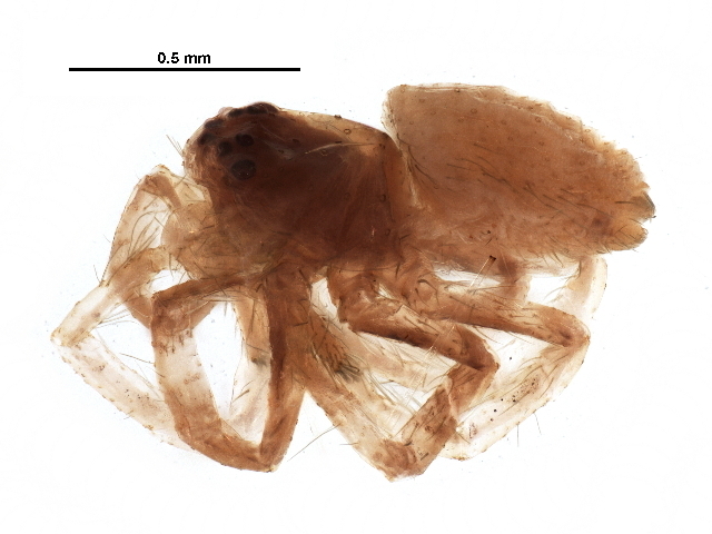 Philodromus minutus