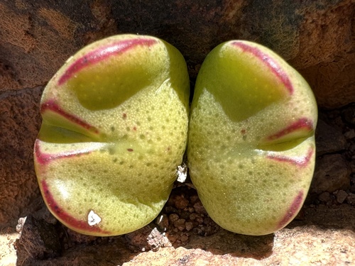 Mesembryanthemum bilobum Marloth 3