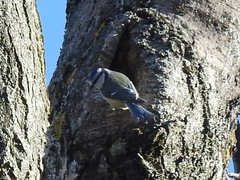 Cyanistes caeruleus