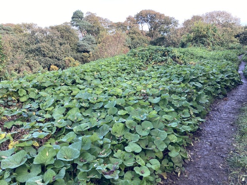 Winter Heliotrope