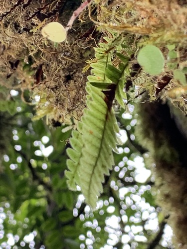 Adenophorus periens observed 2021-07-29
