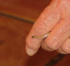Tantilla