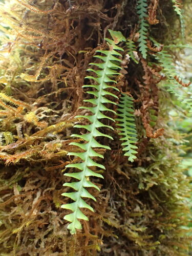 Adenophorus periens observed 2023-08-05
