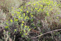 Euphorbia spinosa