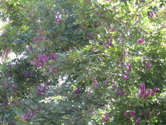 Lonchocarpus hondurensis