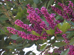 Lonchocarpus hondurensis