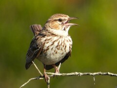 Karoo Lark photo 2