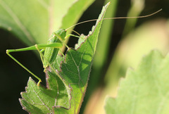 Anisophya punctinervis