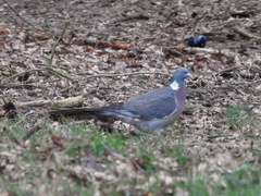 Columba palumbus