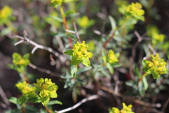 Euphorbia spinosa