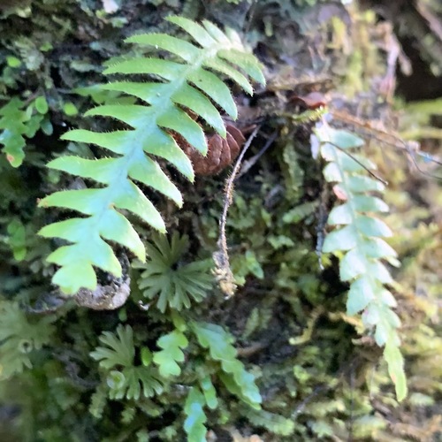 Adenophorus periens observed 2019-12-12