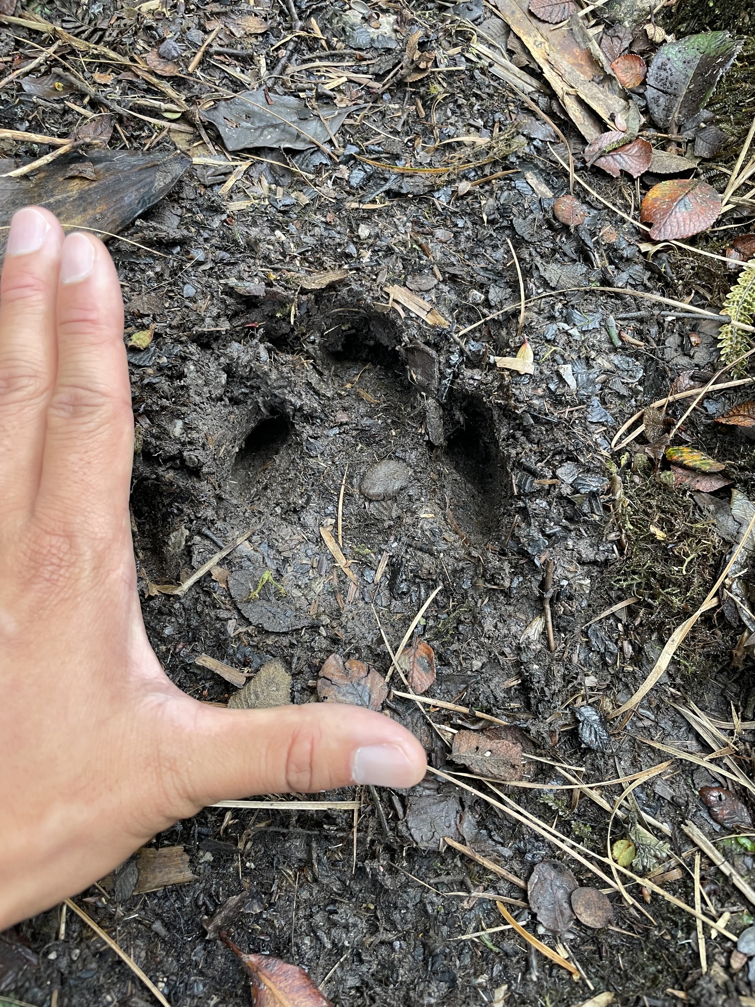 Tapirus image