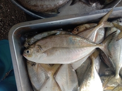Blackfin Scad photo 5