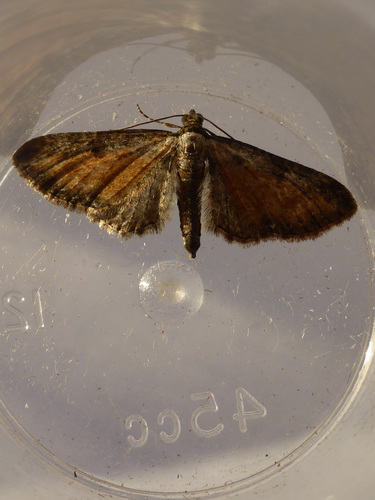 Tawny Speckled Pug, Dereham, UK, photo 5 of 10