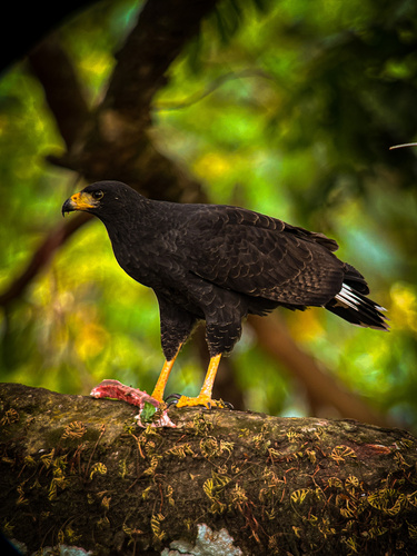 Common Black Hawk