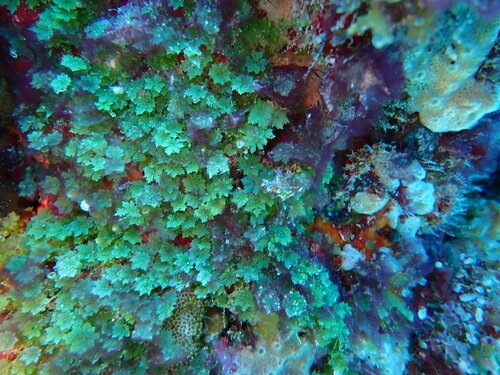 Caulerpa filicoides observed 2023-10-26