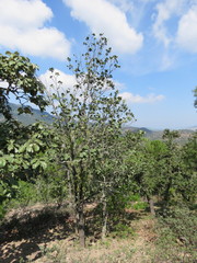 Quercus jonesii