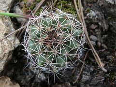 Coryphantha clavata clavata