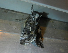 Syngrapha octoscripta