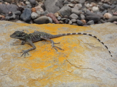 Anolis alvarezdeltoroi