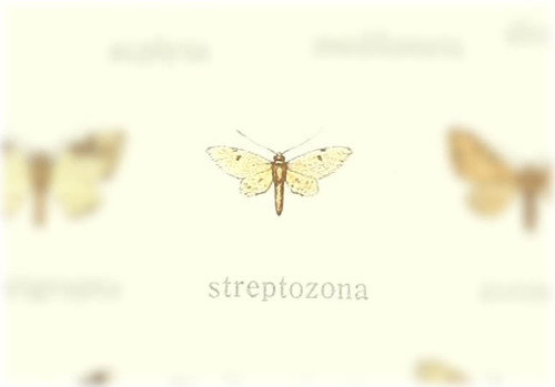Eupithecia streptozona thumbnail