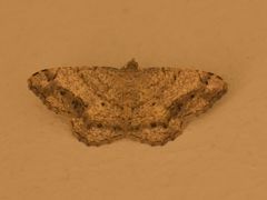 Chiasmia brongusaria