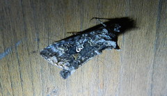 Syngrapha octoscripta