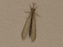 Centroclisis mendax