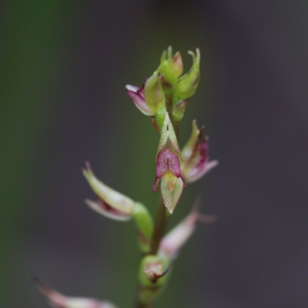 Prasophyllum macrostachyum