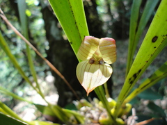 Maxillaria egertoniana