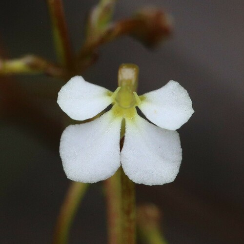 Daddy-long-legs (Stylidium divaricatum)