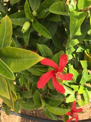 Hibiscus clayi
