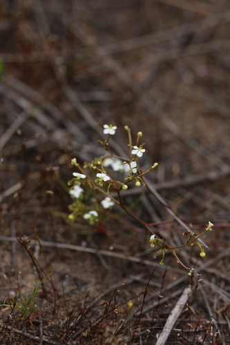 Image of Stylidium divaricatum by (c) Hugo Innes, some rights reserved (CC BY)