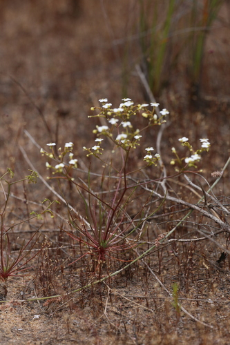 Image of Stylidium divaricatum by (c) Hugo Innes, some rights reserved (CC BY)