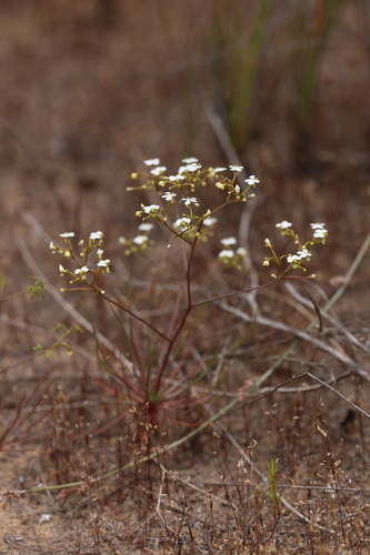 Image of Stylidium divaricatum by (c) Hugo Innes, some rights reserved (CC BY)
