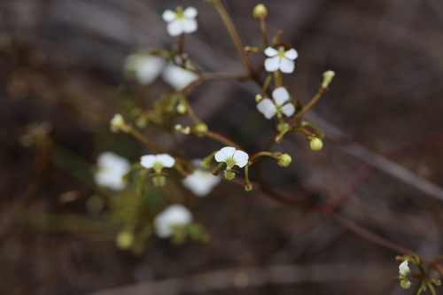 Image of Stylidium divaricatum by (c) Hugo Innes, some rights reserved (CC BY)