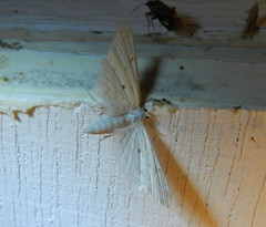 Parapoynx allionealis